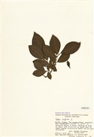 藏品(黃花柳)的圖片